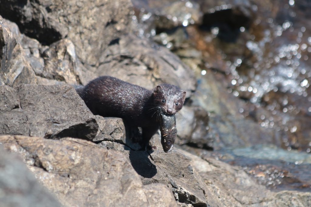 Biodiversidad v s especies exóticas invasoras La batalla por la