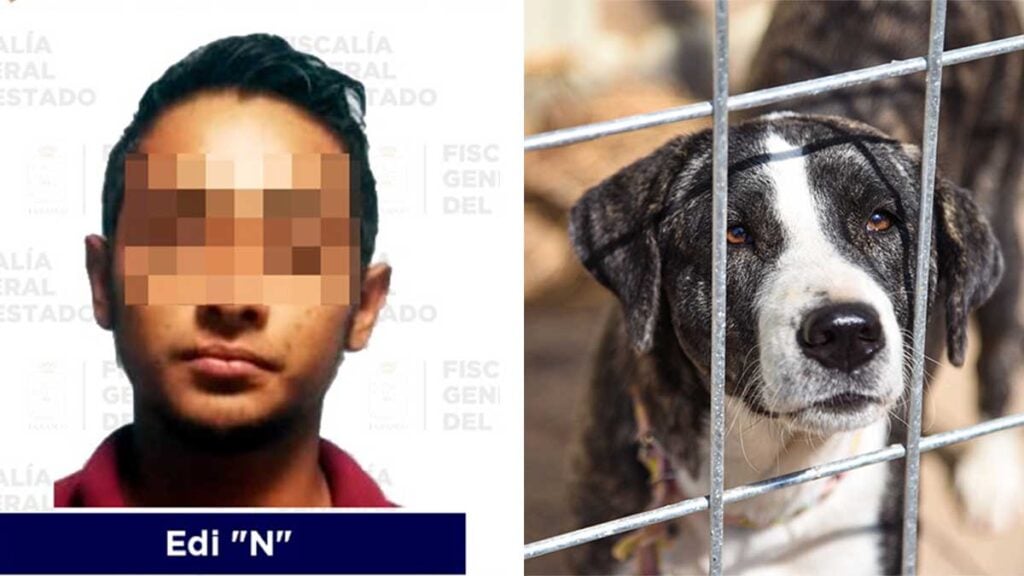 Hombre Mata A Dos Perros Para Vengarse De Su Novia Ya Fue Detenido