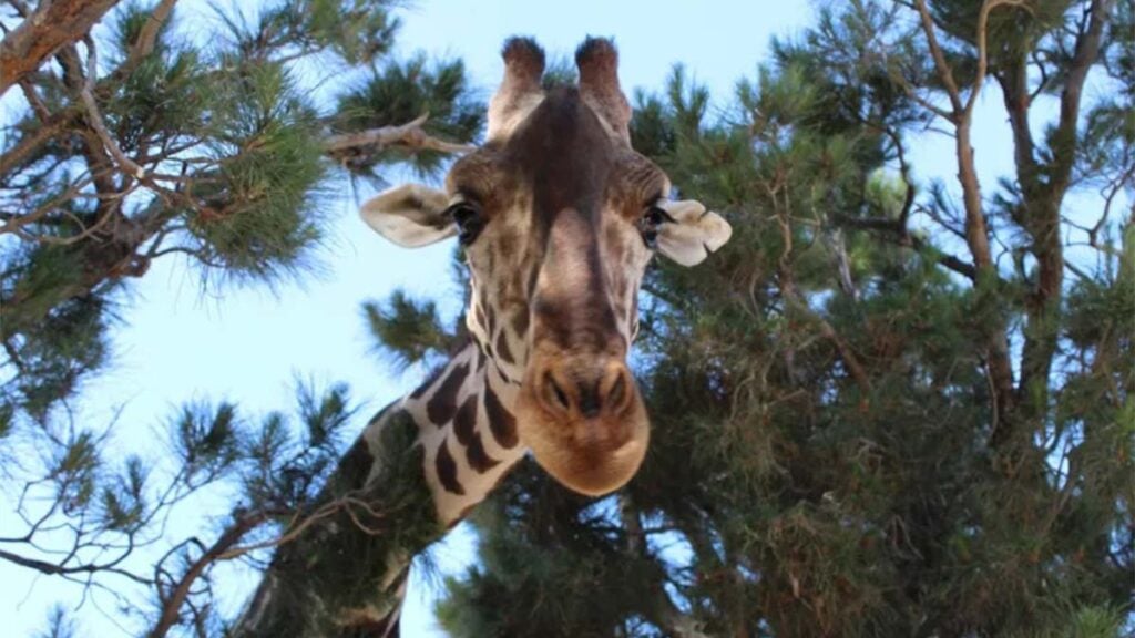 Africam Safari Espera Arribo De Jirafa Benito Tras Pausa