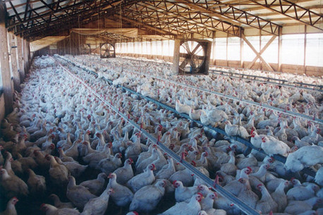 las gallinas comen caca de perro