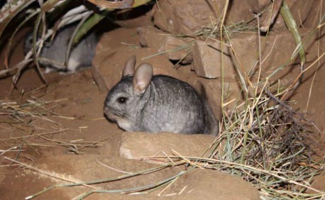 Invitan a conocer sobre la chinchilla chilena