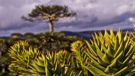 Peligros sobre el pewen: Un monumento natural frágil que habita sólo Chile y Argentina