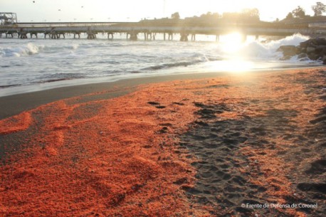 Piden drásticas sanciones por masiva muerte de especies marinas en termoeléctrica de Coronel