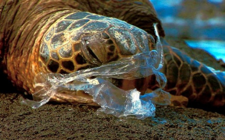 1 millon de aves y 100 mil animales marinos mueren cada año por la ingestión de bolsas plásticas