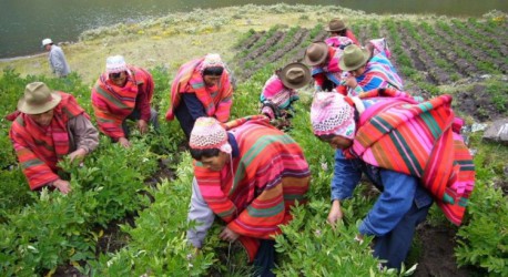 Campesinos peruanos combaten la sequía con técnica de sus antepasados