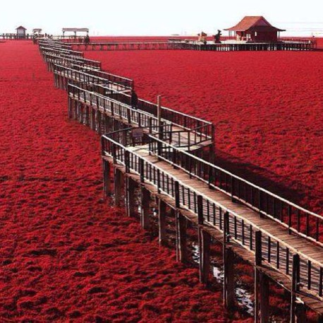 Una playa que se tiñe de rojo (en Panjin, China)