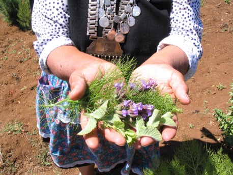 Gestión Ambiental Indígena: Plantarán árboles nativos y plantas medicinales en espacio público