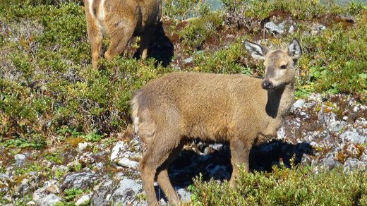 El huemul al borde de la extinción: Quedarían menos de mil ejemplares