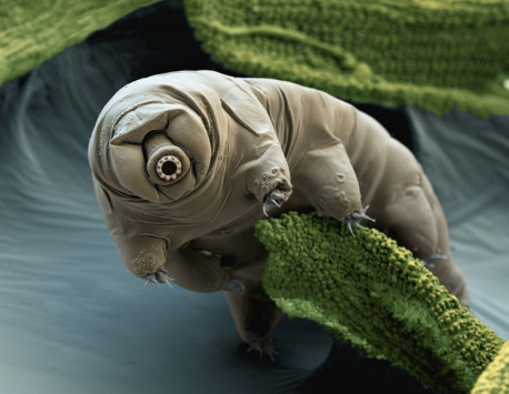 Se estudió la capacidad de los tardigrados de sobrevivir a fuertes impactos