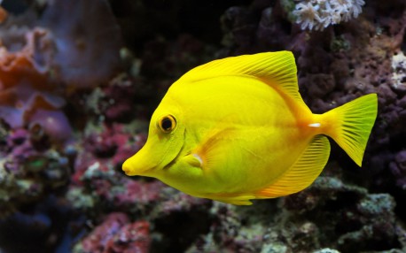 ¿Cómo duermen los peces?