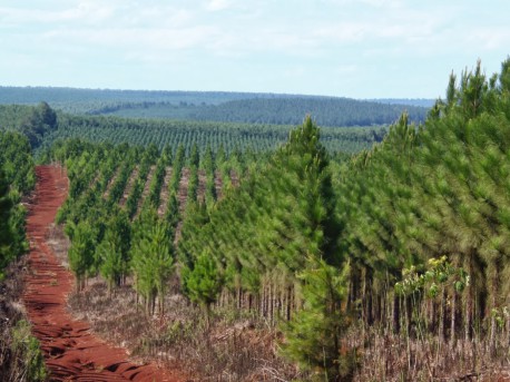 Corte ordena a empresa forestal restituir predio a comunero