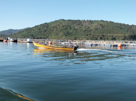 Salmoneras amenazan ríos, lagos y mar de la provincia de Valdivia