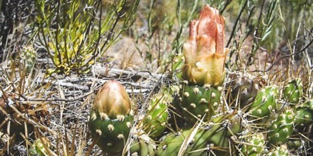 5 especies de cactus en peligro de extinción están presentes en Chile Chico