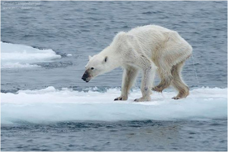 El oso polar al borde del colapso como especie