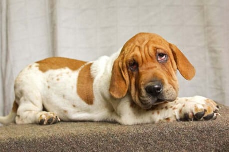 Curiosos y adorables cruces de perritos de raza