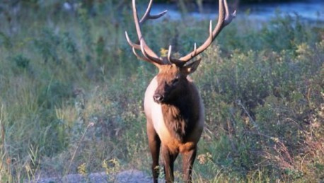 No se fijó que estaba en un zoológico… ¡y mató a 2 alces!