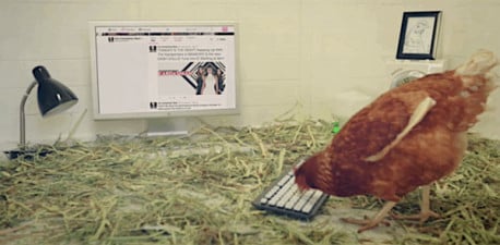 #chickentweet / Una gallina es la responsable de la cuenta de Twitter de un restaurante