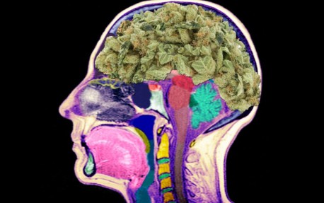 Nadie te explicó tan bien lo que hace la marihuana en tu cerebro