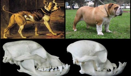 11 perros de raza ahora y hace 100 años. La diferencia es abismal