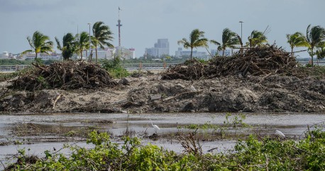 Logran suspender avance de obras en el manglar Tajamar