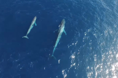 VIDEO: Mira a una ballena azul y a su cría en un video captado por un dron