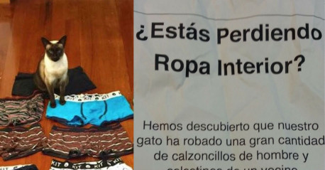 Este gato «roba-calzones» obligó a sus dueños a publicar el anunció más extraño