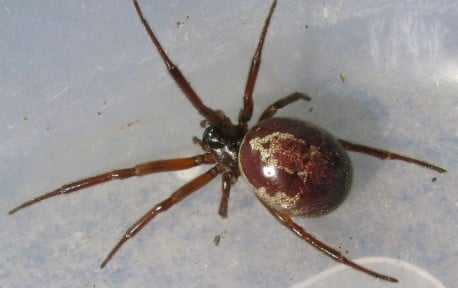 Nueva araña venenosa fue detectada en la Zona Centro de Chile