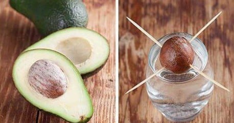 Mira lo que ocurre si clavas 4 palillos en un cuesco de palta