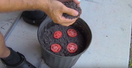 Puso 4 rodajas de tomate en una cubeta con tierra. 10 días después ocurrió esto: