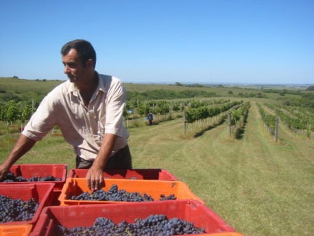 La Situación Económica de Chile, explicada con manzanitas