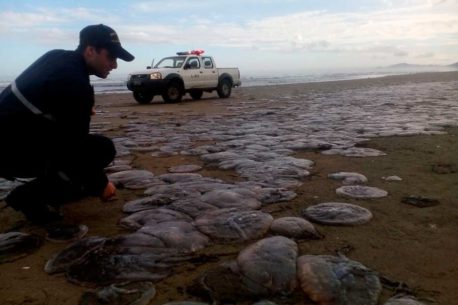 Confirman varazón de medusas en playas de Cucao