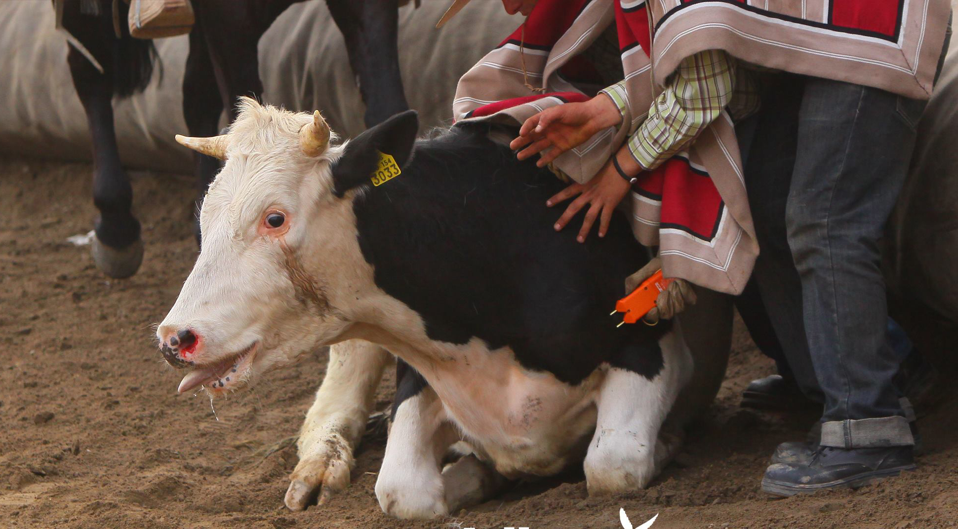 El Ciudadano | El testimonio de una ex corralera sobre el rodeo: "Vi