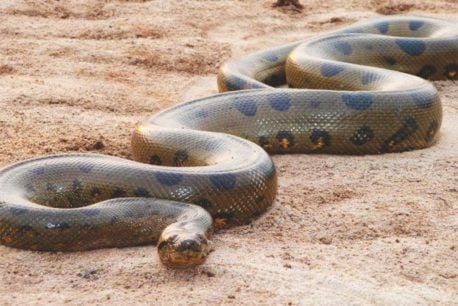 Encuentran una anaconda de 10 metros en una construcción en Brasil