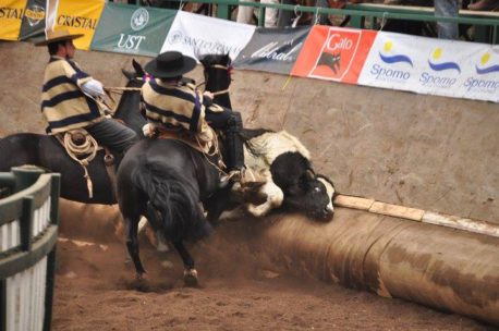 Organización Animal Libre denunció que proyecto de ley busca declarar al rodeo como «deporte nacional»