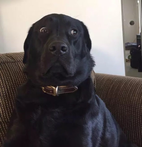 La mirada de este perrito ha desatado una guerra de memes en Internet