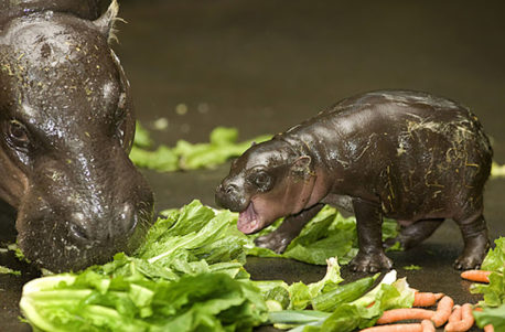 Mira a estos animalitos que probablemente nunca los habías visto recién nacidos