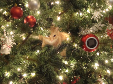 Humor: 22 fotos que demuestran que la mejor decoración para el árbol de Navidad es… ¡UN GATO!