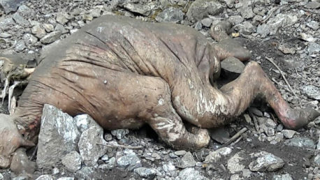 Conductor en Costa Rica tomó extrañas fotografías de esta criatura. Algunos dicen que no es de este planeta