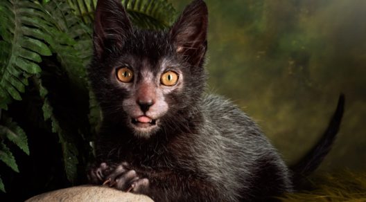 Conoce a los Lykoi: los gatos-lobo