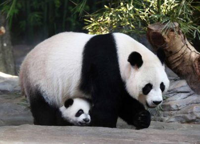 Científicos explican por qué el panda tiene esa combinación de blanco y negro en su pelaje