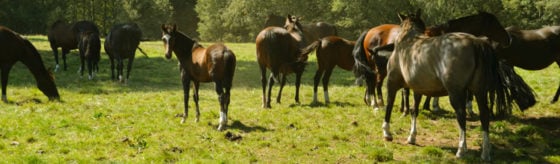 Universidad de Costa Rica procesa plasma de equino para tratar el COVID-19