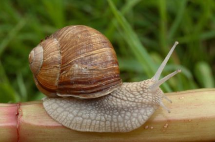 ¡Cuidado! Si ves un caracol de tierra, no lo toques