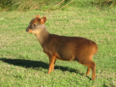 SAG rescata ejemplar de pudú atacado por perros en Colbún