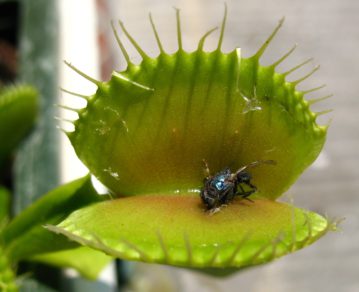 ¡10 Plantas Carnívoras Más Aterradoras Del Mundo!