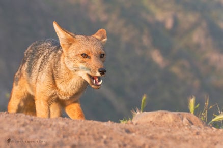 Presentan querella criminal por caza de zorros en Coihueco