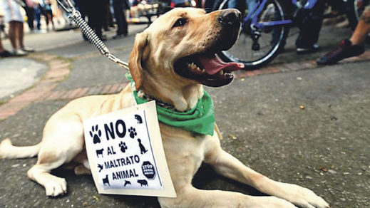 Puebla suma más de mil denuncias por violencia y crueldad animal