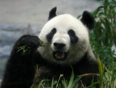 Nace por primera vez en 5 años un oso panda gigante en un zoológico de Tokio