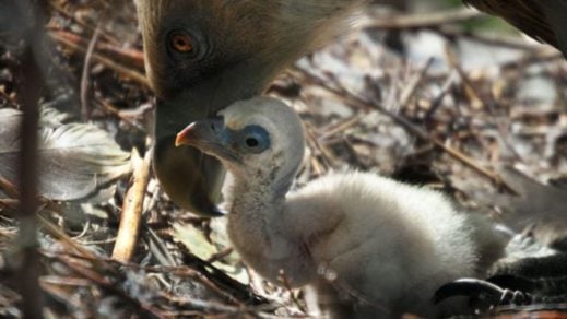 Pareja homosexual de buitres incuba con éxito a polluelo adoptado en zoológico de Amsterdam