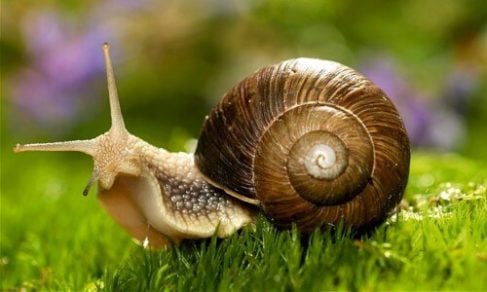 Imagen de caracol gigante con apariencia de conejo causó revuelo en redes sociales