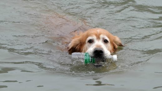 Este Golden Retriever busca plásticos del río para llevarlos al reciclaje